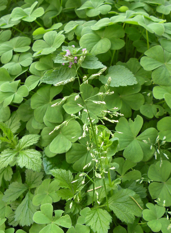 Pu� essere... Poa annua?